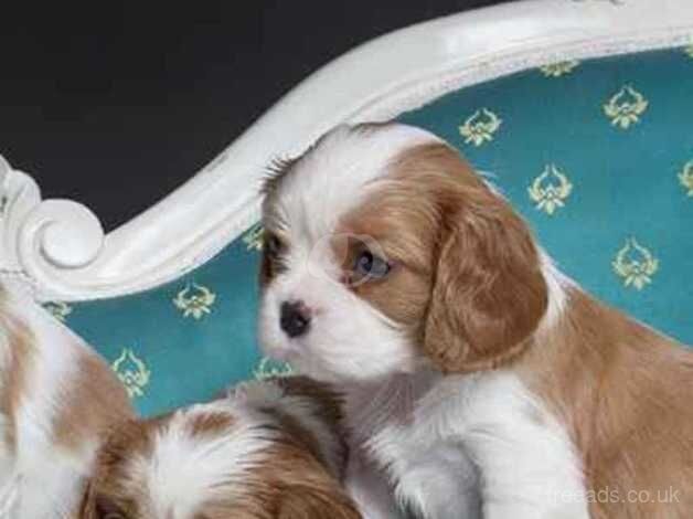 Beautiful mixed litter of King charles cavalier puppies. for sale in Nottingham, Nottinghamshire - Image 5