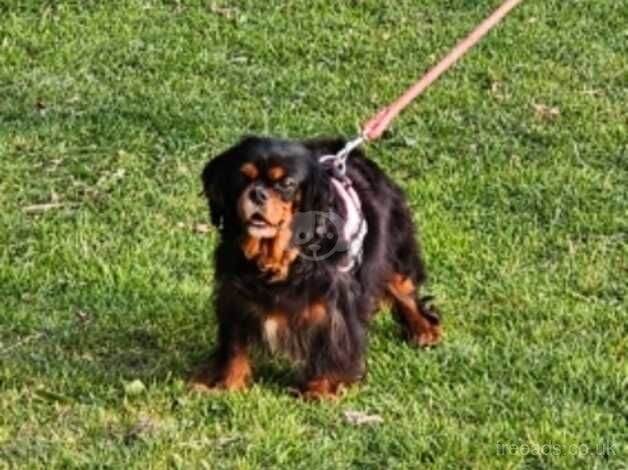 Black and Tan female Pet home for sale in Newport - Image 2