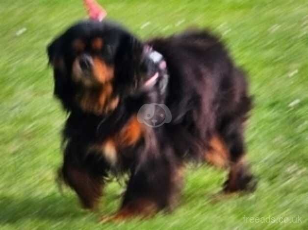 Black and Tan female Pet home for sale in Newport - Image 4