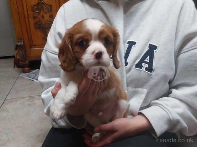 Blenheim Cavalier King Charles spaniel puppies for sale in Tregaron, Ceredigion - Image 3