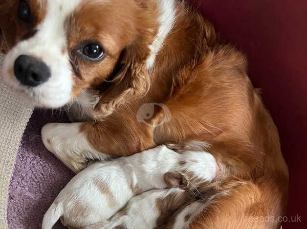 Blenheim Puppies for sale in Swindon, Wiltshire