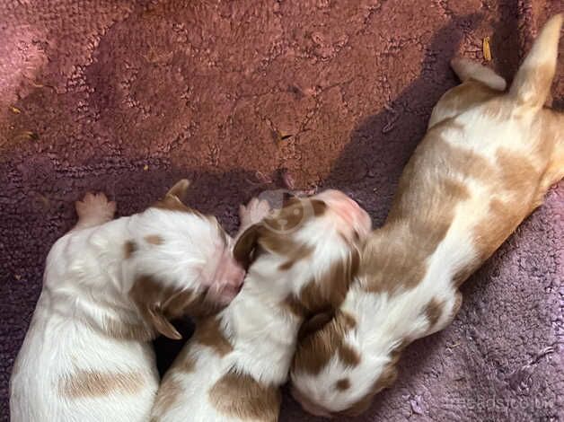 Blenheim Puppies for sale in Swindon, Wiltshire - Image 2