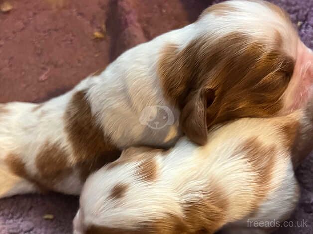 Blenheim Puppies for sale in Swindon, Wiltshire - Image 3