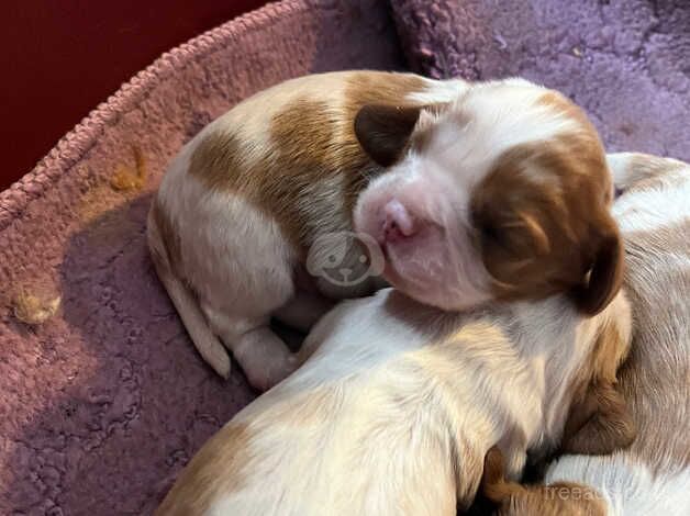 Blenheim Puppies for sale in Swindon, Wiltshire - Image 4