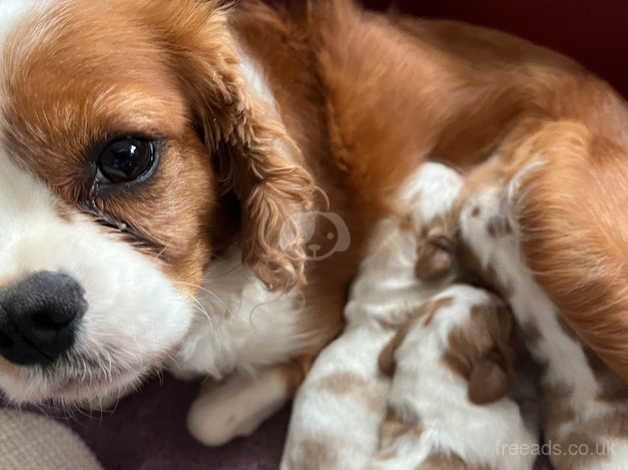 Blenheim Puppies for sale in Swindon, Wiltshire - Image 5