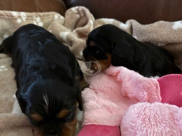 Cavaler King Charles pups kc reg for sale in Lockerbie, Dumfries and Galloway - Image 3