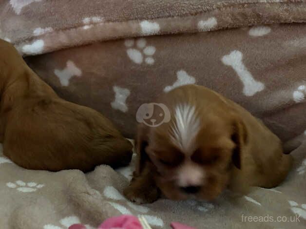 Cavaler King Charles pups kc reg for sale in Lockerbie, Dumfries and Galloway - Image 4