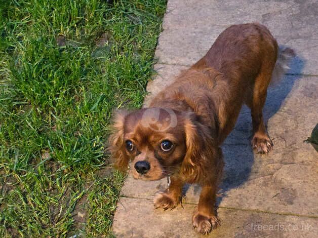 Cavalier Bailey for sale in Bridgwater, Somerset