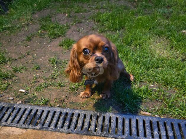 Cavalier Bailey for sale in Bridgwater, Somerset - Image 2