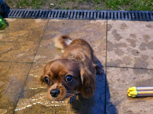 Cavalier Bailey for sale in Bridgwater, Somerset - Image 4