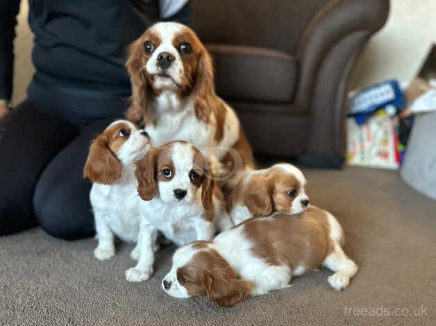 Cavalier Blenheim for sale in Leicester, Leicestershire