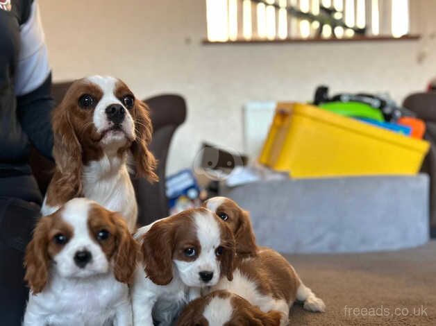 Cavalier King Charles Spaniels for sale in Leicester, Leicestershire