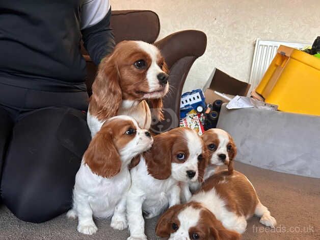 King Charles Spaniel Puppies for sale in Leicestershire