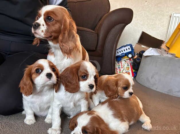 King Charles Spaniel Puppies for sale