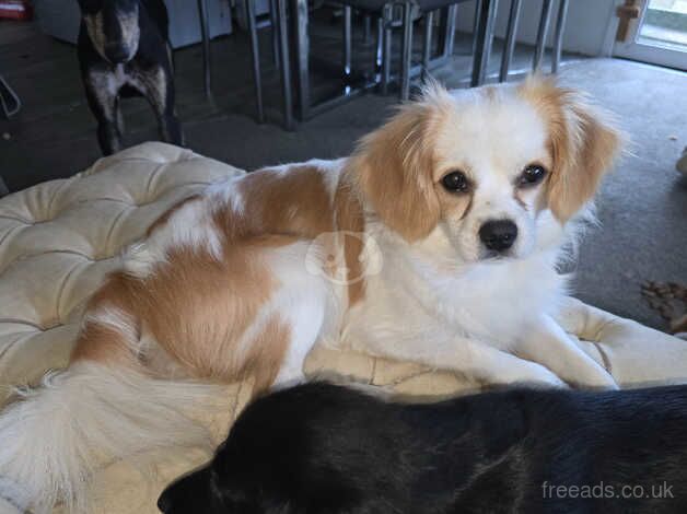 Cavalier cross pom for sale in Tonbridge, Kent