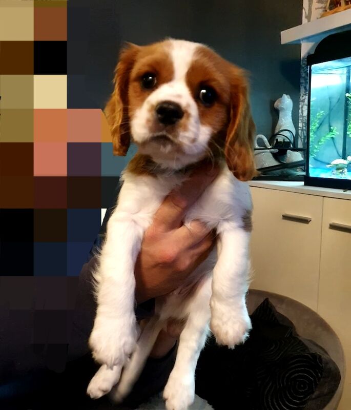 Cavalier king charles for sale in Leicester, Leicestershire