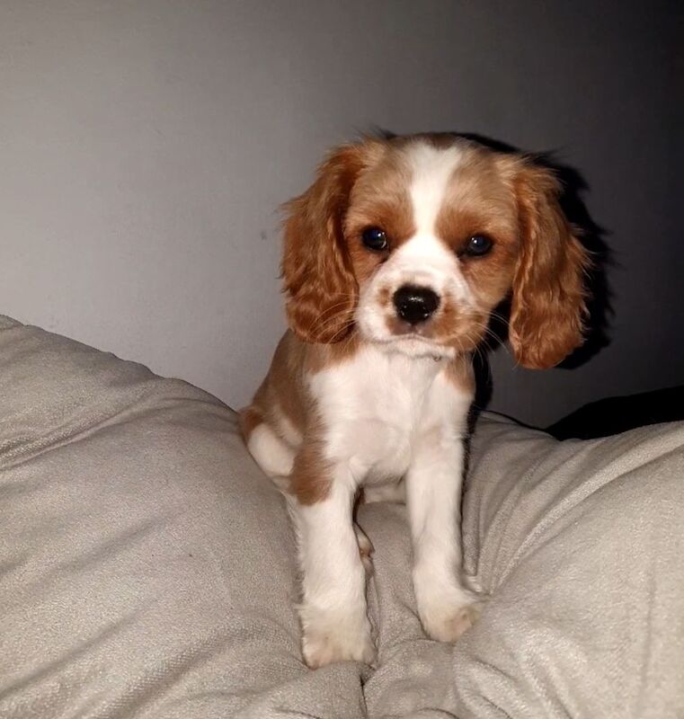 Cavalier king charles for sale in Leicester, Leicestershire - Image 2