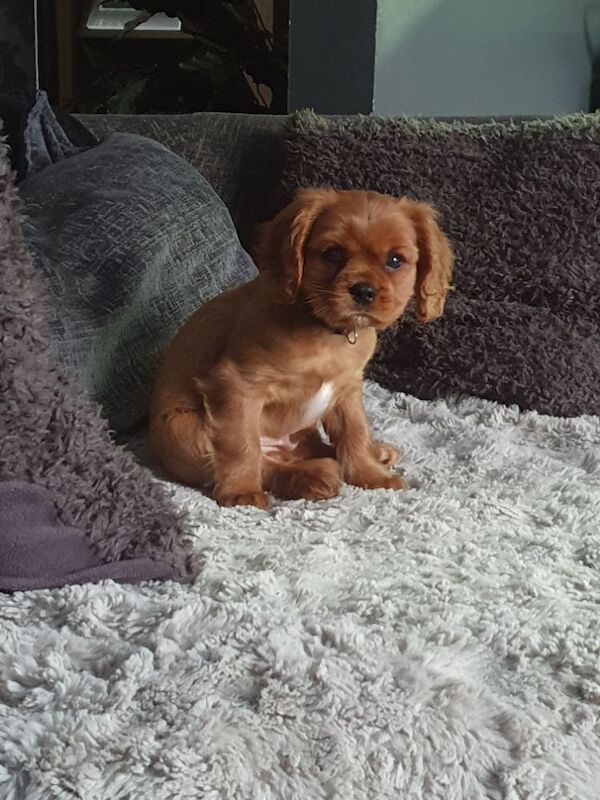 Cavalier king charles for sale in Leicester, Leicestershire - Image 3