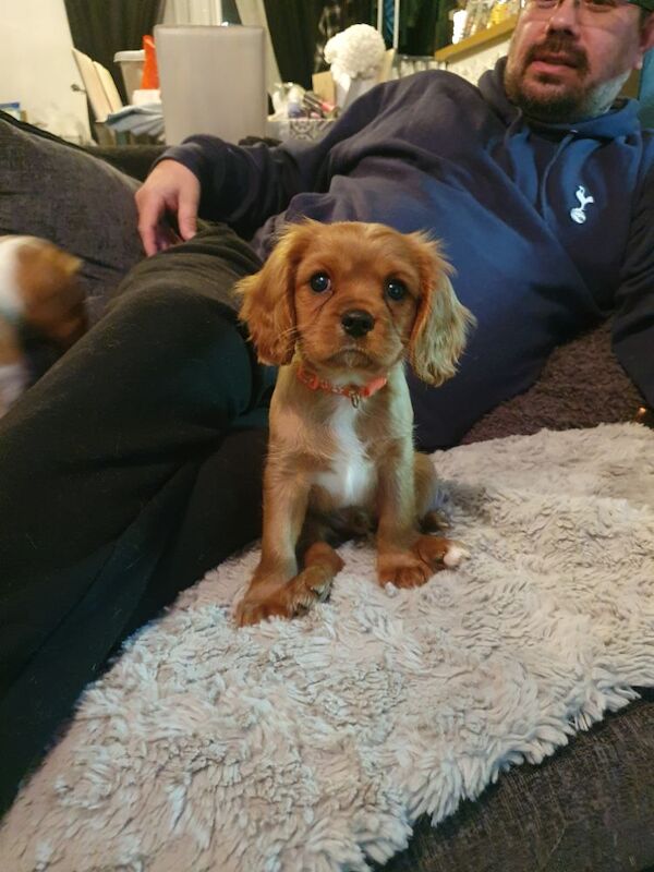 Cavalier king charles for sale in Leicester, Leicestershire - Image 4