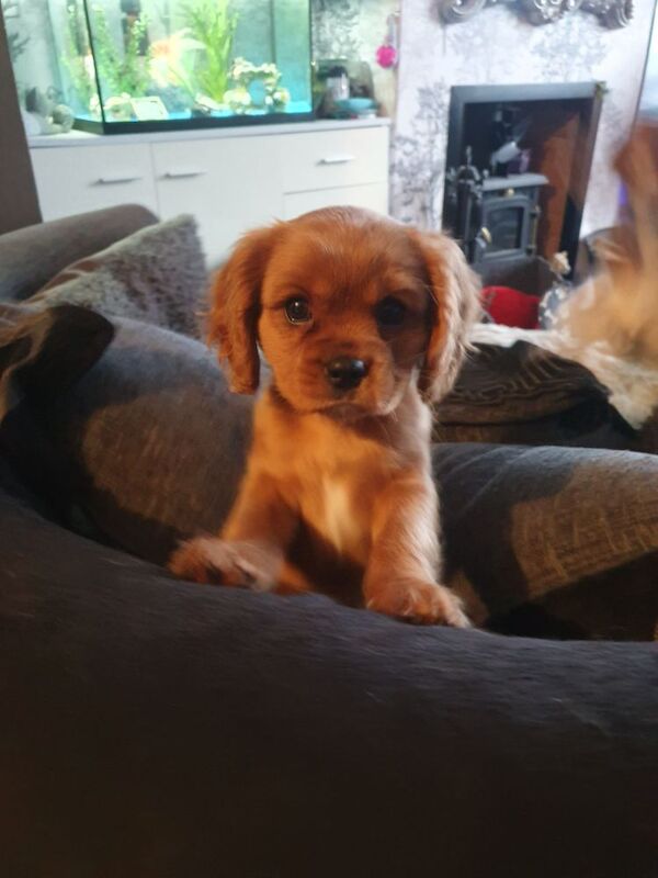 Cavalier king charles for sale in Leicester, Leicestershire - Image 5