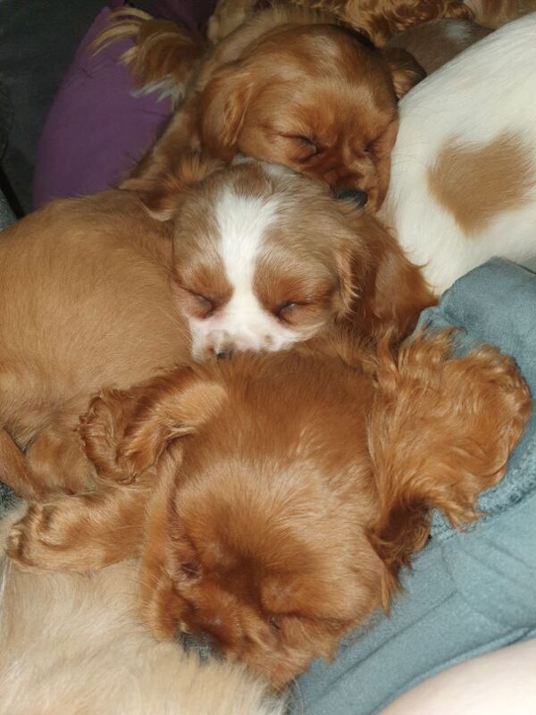 Cavalier king charles for sale in Leicester, Leicestershire - Image 8