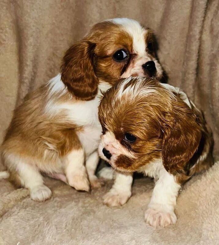 Cavalier King Charles for sale in Eltham, Greater London