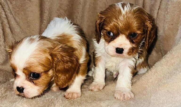 Cavalier King Charles for sale in Eltham, Greater London - Image 2