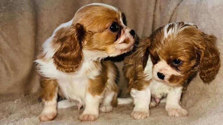 Cavalier King Charles for sale in Eltham, Greater London - Image 3