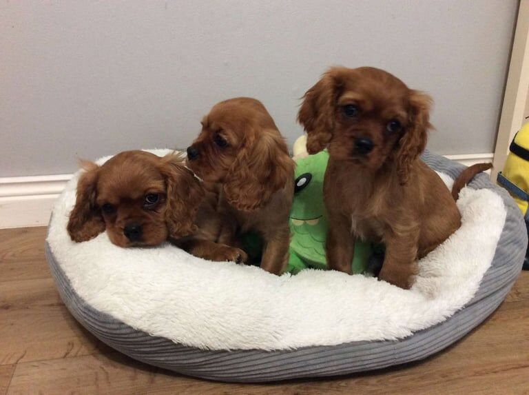 King Charles Spaniel Puppies For Sale