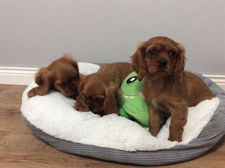 cavalier king charles for sale in Newtownbutler, County Fermanagh - Image 2