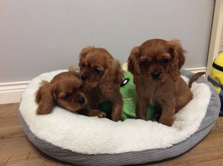 cavalier king charles for sale in Newtownbutler, County Fermanagh - Image 3