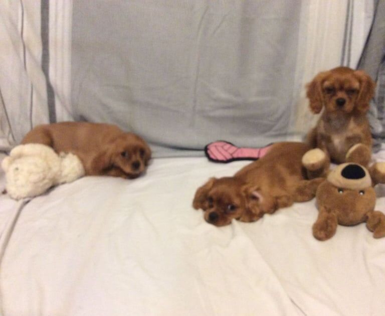 King Charles Spaniel Puppies For Sale Under £1,000