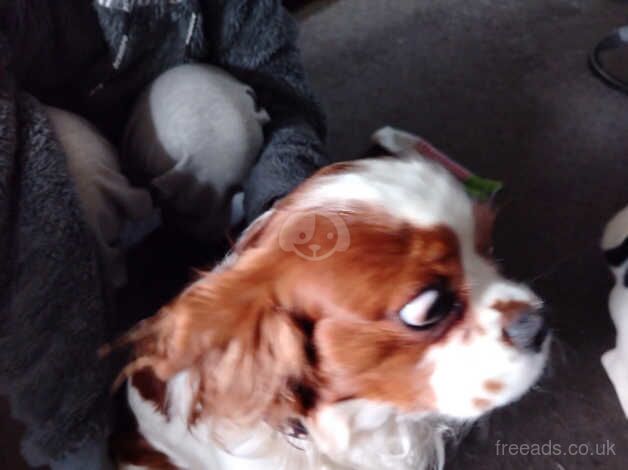 Cavalier king Charles for sale in Boston, Lincolnshire - Image 1