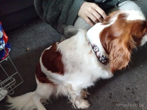 Cavalier king Charles for sale in Boston, Lincolnshire - Image 2