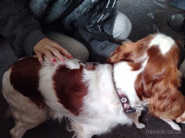 Cavalier king Charles for sale in Boston, Lincolnshire - Image 3