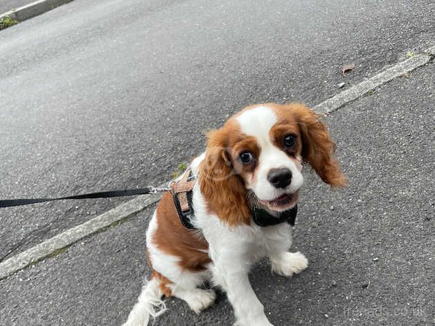 Cavalier King Charles for sale in Oldham, Greater Manchester