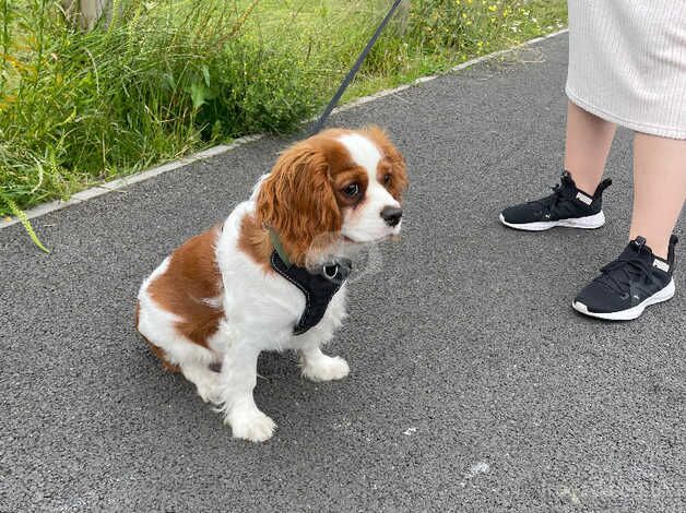 Cavalier King Charles for sale in Oldham, Greater Manchester - Image 3