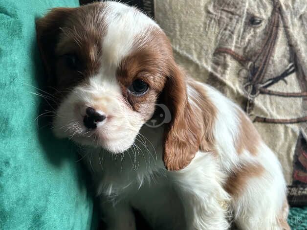 Cavalier King Charles for sale in Southport, Merseyside