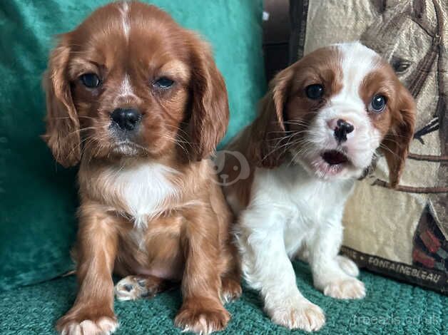 Cavalier King Charles for sale in Southport, Merseyside - Image 2