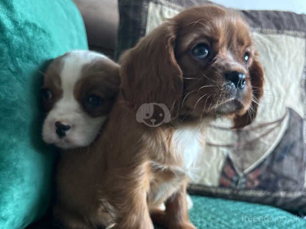 Cavalier King Charles for sale in Southport, Merseyside - Image 3