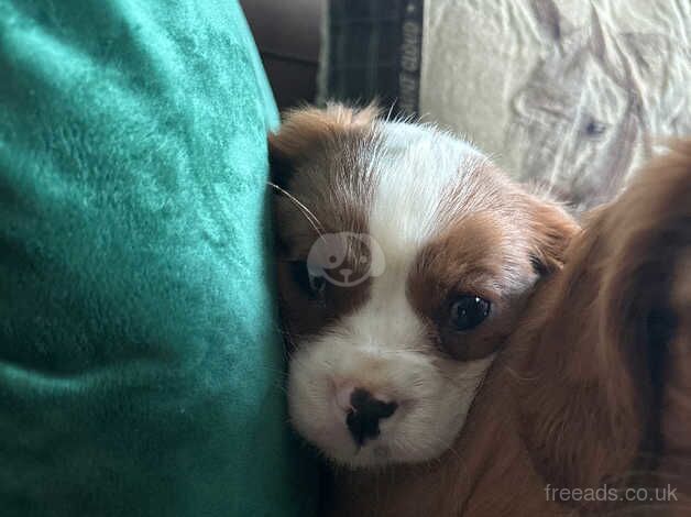 Cavalier King Charles for sale in Southport, Merseyside - Image 4