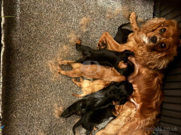 Cavalier king Charles puppies for sale in Swansea