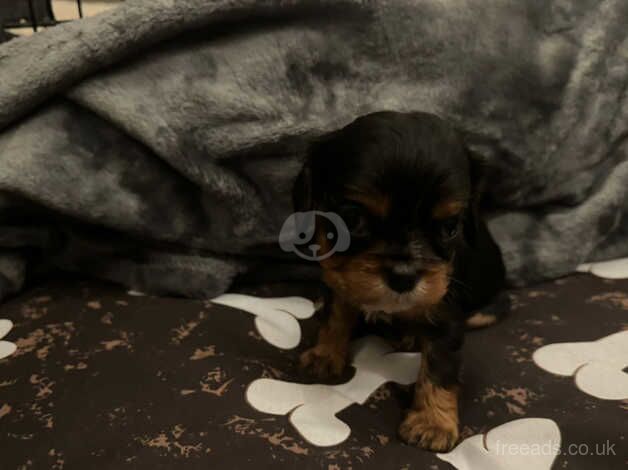 Cavalier king Charles puppies for sale in Swansea - Image 2