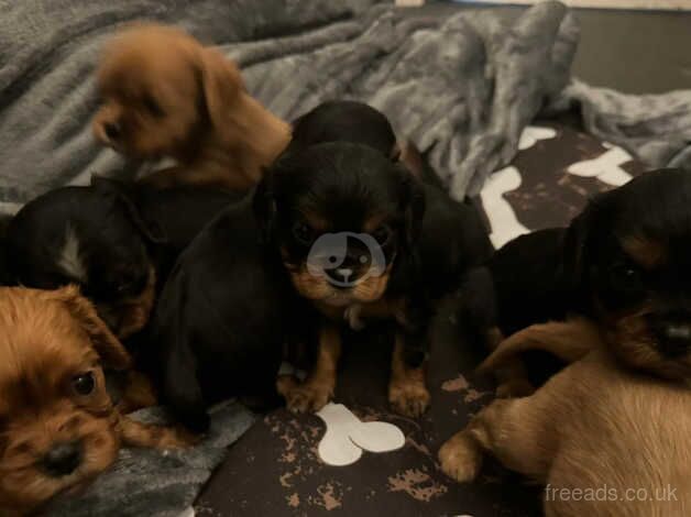 Cavalier king Charles puppies for sale in Swansea - Image 3