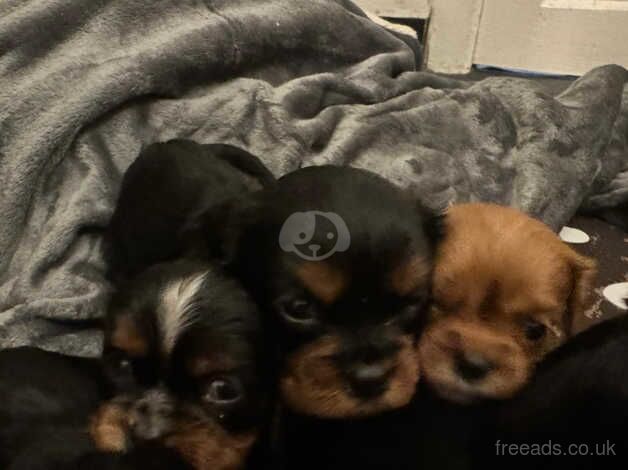 Cavalier king Charles puppies for sale in Swansea - Image 4