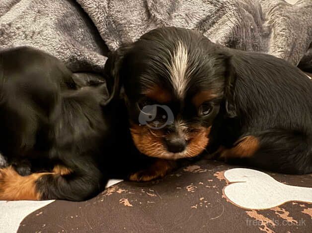 Cavalier king Charles puppies for sale in Swansea - Image 5