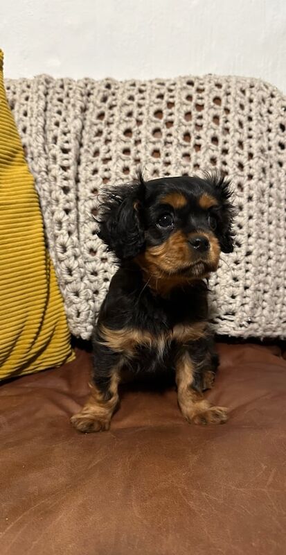 Cavalier King Charles puppy for sale in Kesh, County Fermanagh