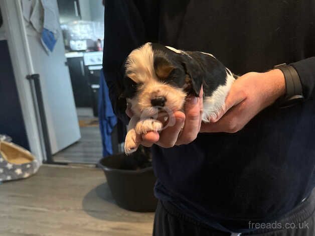 Cavalier King Charles puppy male for sale in Braintree, Essex