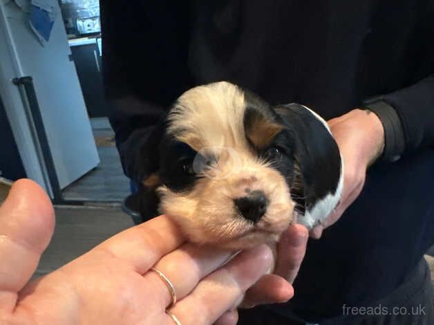 Cavalier King Charles puppy male for sale in Braintree, Essex - Image 3