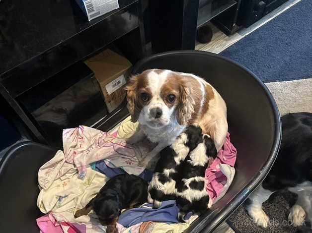 Cavalier King Charles puppy male for sale in Braintree, Essex - Image 4